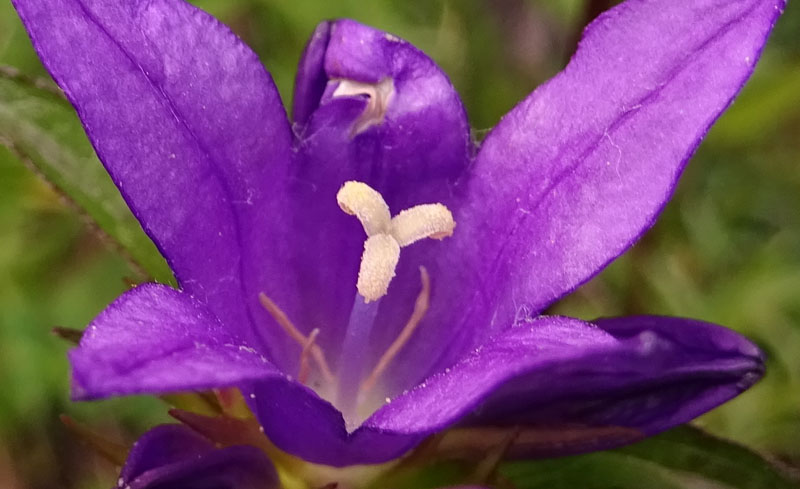 Campanula glomerata - Campanulaceae